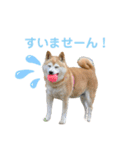 あいちゃんのスタンプ4（個別スタンプ：7）