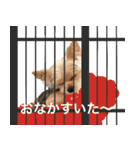 マロンとリリーのスタンプ（個別スタンプ：15）