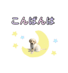 ラブラドール♡ララ♡④（個別スタンプ：1）