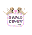 ラブラドール♡ララ♡④（個別スタンプ：3）