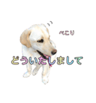ラブラドール♡ララ♡④（個別スタンプ：4）