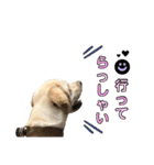 ラブラドール♡ララ♡④（個別スタンプ：6）
