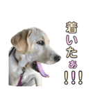 ラブラドール♡ララ♡④（個別スタンプ：8）