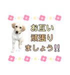 ラブラドール♡ララ♡④（個別スタンプ：9）