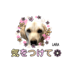 ラブラドール♡ララ♡④（個別スタンプ：10）