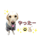 ラブラドール♡ララ♡④（個別スタンプ：11）