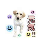 ラブラドール♡ララ♡④（個別スタンプ：13）