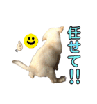 ラブラドール♡ララ♡④（個別スタンプ：15）