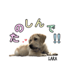ラブラドール♡ララ♡④（個別スタンプ：16）