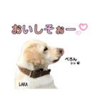 ラブラドール♡ララ♡④（個別スタンプ：18）
