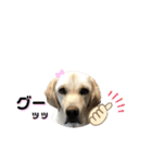ラブラドール♡ララ♡④（個別スタンプ：20）