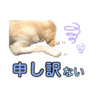 ラブラドール♡ララ♡④（個別スタンプ：21）