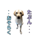 ラブラドール♡ララ♡④（個別スタンプ：23）