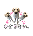 ラブラドール♡ララ♡④（個別スタンプ：27）