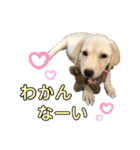 ラブラドール♡ララ♡④（個別スタンプ：28）