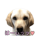 ラブラドール♡ララ♡④（個別スタンプ：29）