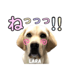 ラブラドール♡ララ♡④（個別スタンプ：30）