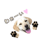 ラブラドール♡ララ♡④（個別スタンプ：31）