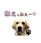 ラブラドール♡ララ♡④（個別スタンプ：32）