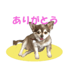 ジュローさん（個別スタンプ：4）