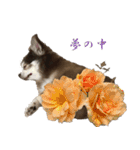 ジュローさん（個別スタンプ：19）