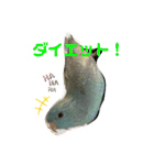 コリすけ＆リラまる2（個別スタンプ：19）