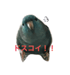 コリすけ＆リラまる2（個別スタンプ：29）