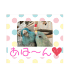 コリすけ＆リラまる2（個別スタンプ：36）