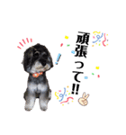 シュナウザー(MoCo＆華)（個別スタンプ：7）