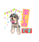 シュナウザー(MoCo＆華)（個別スタンプ：11）