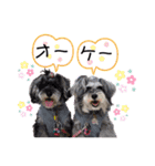シュナウザー(MoCo＆華)（個別スタンプ：14）