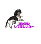 柑子木家のお犬様（個別スタンプ：8）
