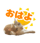トムのにちじょう1（個別スタンプ：2）