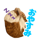 トムのにちじょう1（個別スタンプ：3）
