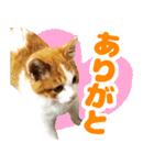 トムのにちじょう1（個別スタンプ：4）