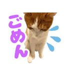 トムのにちじょう1（個別スタンプ：5）