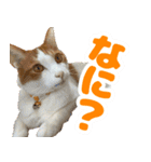 トムのにちじょう1（個別スタンプ：6）