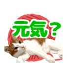 トムのにちじょう1（個別スタンプ：8）