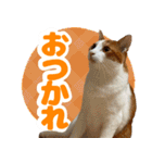 トムのにちじょう1（個別スタンプ：10）