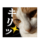トムのにちじょう1（個別スタンプ：12）