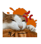 トムのにちじょう1（個別スタンプ：14）