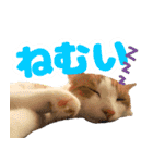 トムのにちじょう1（個別スタンプ：16）