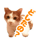 トムのにちじょう1（個別スタンプ：17）