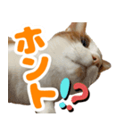 トムのにちじょう1（個別スタンプ：18）