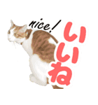 トムのにちじょう1（個別スタンプ：19）