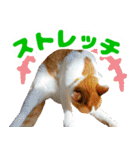 トムのにちじょう1（個別スタンプ：20）