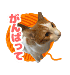 トムのにちじょう1（個別スタンプ：21）