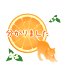 【敬語】柑橘系猫（個別スタンプ：2）