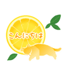 【敬語】柑橘系猫（個別スタンプ：6）