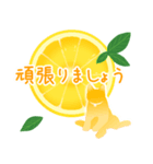 【敬語】柑橘系猫（個別スタンプ：21）